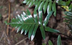 Asplenium obtusatum. Mature pinnate lamina with acute pinna apices.
 Image: J.R. Rolfe © Jeremy Rolfe All rights reserved
